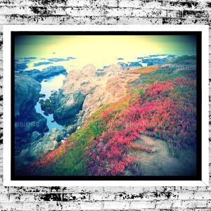 Seaside Succulents Pacific Coast Hwy California Nautical Ocean Art Print 8.5x11